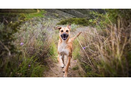 Túrázás kutyával – Tippek a stresszmentes kalandhoz Túrázás kutyával – Tippek a stresszmentes kalandhoz