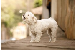 A kutya hangjai: a nyüszítéstől a morgáson át az ugatásig A kutya hangjai: a nyüszítéstől a morgáson át az ugatásig