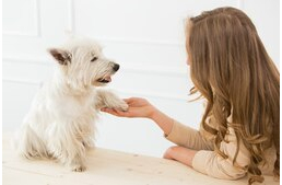Bajt is jelezhet, ha a mancsát nyalogatja a kutya Bajt is jelezhet, ha a mancsát nyalogatja a kutya