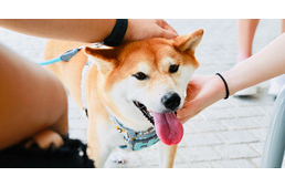 Megsimogathatom a kutyád? Megsimogathatom a kutyád?