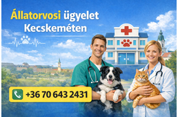 Amit a kecskeméti állatorvosi ügyeletről tudni kell Amit a kecskeméti állatorvosi ügyeletről tudni kell
