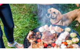 Grillparti és a kutyák - erre figyelj! Grillparti és a kutyák - erre figyelj!