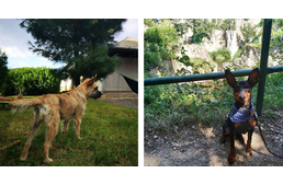 Feledhetetlen élmények kutyával Tokaj környékén