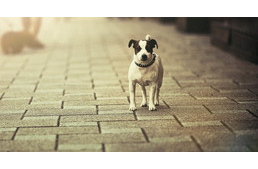 Elveszett a kutyám a tűzijátékok alatt! Mit tegyek? Elveszett a kutyám a tűzijátékok alatt! Mit tegyek?