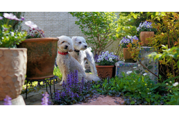 Kutya a kertben - 10 dolog, ami veszélyt jelenthet Kutya a kertben - 10 dolog, ami veszélyt jelenthet