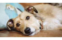 Kutyaegészség - A 10 leggyakoribb probléma, melyről tudnunk kell Kutyaegészség - A 10 leggyakoribb probléma, melyről tudnunk kell