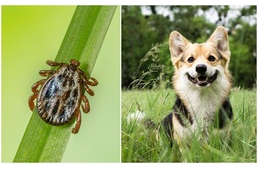 Babesiosis (babézia) kutyáknál - az életveszélyes kór, és amit tudnunk kell róla Babesiosis (babézia) kutyáknál - az életveszélyes kór, és amit tudnunk kell róla