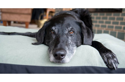 Miért kaparják a kutyák a helyüket lefekvés előtt? Miért kaparják a kutyák a helyüket lefekvés előtt?