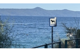 Legyen kutyás strand Balatonfüreden - petíciót indítottak a helyi lakók Legyen kutyás strand Balatonfüreden - petíciót indítottak a helyi lakók