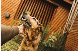 Kínzó viszketés? Miért vakarózik állandóan a kutyám? Kínzó viszketés? Miért vakarózik állandóan a kutyám?