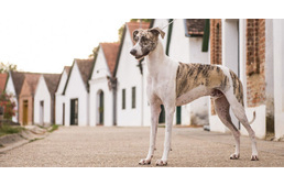 A csodálatos magyar kutyák - ismerd meg a kilenc őshonos magyar kutyafajtát! A csodálatos magyar kutyák - ismerd meg a kilenc őshonos magyar kutyafajtát!