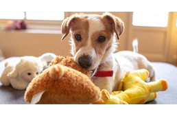 ADHD – a Te kutyád is érintett lehet? ADHD – a Te kutyád is érintett lehet?