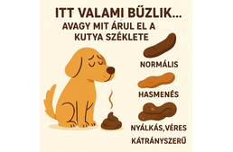 Itt valami bűzlik… avagy mit árul el a kutya széklete? Itt valami bűzlik… avagy mit árul el a kutya széklete?