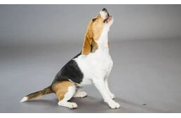 6 ok, amiért a kutyád nyüszíthet 6 ok, amiért a kutyád nyüszíthet