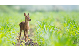 Megszülettek az őzgidák: ne nyúljunk a magára hagyott kicsinyekhez! Megszülettek az őzgidák: ne nyúljunk a magára hagyott kicsinyekhez!