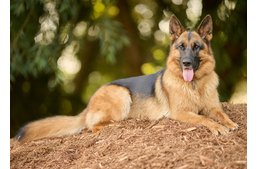 Diszplázia? 12 tünet, ami arra utalhat, hogy gond van a kutya csípőjével Diszplázia? 12 tünet, ami arra utalhat, hogy gond van a kutya csípőjével