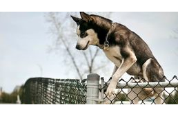 Szabadulóművész a kutyád? Így akadályozd meg a szökését! Szabadulóművész a kutyád? Így akadályozd meg a szökését!