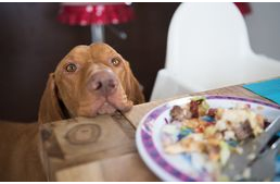 Nyírfacukor (xilit) mérgezés kutyáknál: kis mennyiségben is halálos lehet! Nyírfacukor (xilit) mérgezés kutyáknál: kis mennyiségben is halálos lehet!